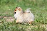 SPITZ ALLEMAND 269